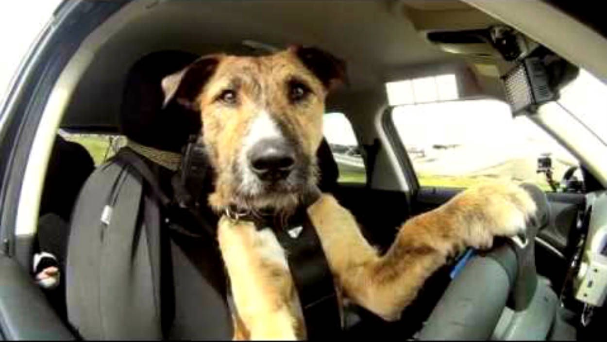 Cachorro dirigindo sozinho? Conheça o Porter, o Primeiro cão (viralata